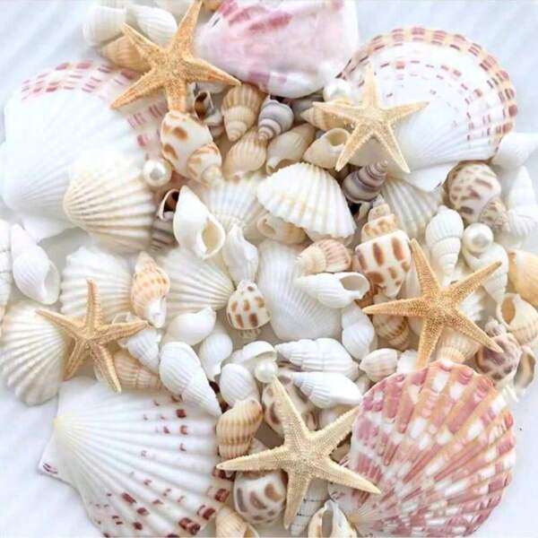 1 boîte (environ 190g) Coquillages et conques assortis - pour la fabrication de bijoux DIY, la décoration de la maison de l'aquarium/salle de bain, la décoration de chandelles de fête/mariage, l'artisanat