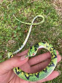 Serpiente suave de goma para broma, divertida para fiestas y uso diario, serpiente de plástico suave con textura realista, de material TPR impermeable y elástico, regalo para el Día de los inocentes y cumpleaños
