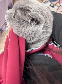 1 Bolso para mascotas que puede sujetar todo el Body - Portátil y sencillo para exteriores