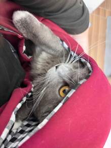 1 Bolso para mascotas que puede sujetar todo el Body - Portátil y sencillo para exteriores