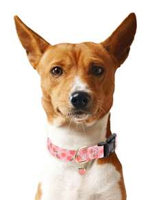 1pc Or 2pcs Fruit Patterns Adjustable Soft Dog Collar With A Little Fruit Charm For Small Medium Large Dogs Buckle Summer Spring Pet Collar For Indoor And Outdoor