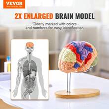 Detailed 4-Part Color-Coded Human Brain Model - 2X Life-Size Anatomical Educational Tool With Labels & Display Base For Science Research, Teaching, And Learning Studies - Multicolor - View 8