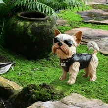 Dog Garden Stakes Cute Puppy Funny Unique Animals Decoration For Outdoor Lawn Yard Porch