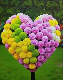 50 piezas de flores de crisantemo ping pong, bonsái para interior y exterior, cultivo para el hogar y el jardín