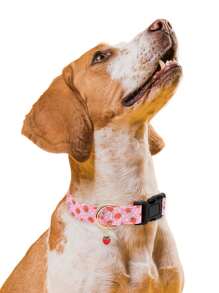 1pc Or 2pcs Fruit Patterns Adjustable Soft Dog Collar With A Little Fruit Charm For Small Medium Large Dogs Buckle Summer Spring Pet Collar For Indoor And Outdoor