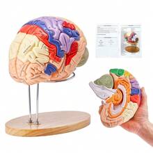 Detailed 4-Part Color-Coded Human Brain Model - 2X Life-Size Anatomical Educational Tool With Labels & Display Base For Science Research, Teaching, And Learning Studies - Multicolor - View 7