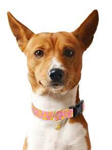 1pc Or 2pcs Fruit Patterns Adjustable Soft Dog Collar With A Little Fruit Charm For Small Medium Large Dogs Buckle Summer Spring Pet Collar For Indoor And Outdoor