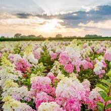 Vanilla Strawberry Hydrangea Seeds Hydrangea Genus Pink Hydrangea Bush Plant Seeds - Fast Growing And Attractive To Pollinating Insects - Decorative Privacy Barriers.E.E.D.S - 39件 - 查看 4