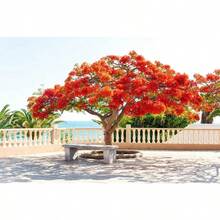 Royal Poinciana Delonix Regia -Royal Poinciana Flamboyant Flame Tree