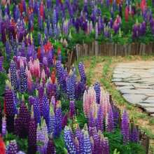 Samen Lupine Russell Variety Mix, Flores de jardín hermosas, extraídas por el Reino de las Semillas, 1000/2000 Semillas Flores para exteriores Plantas Jardinería Naturaleza