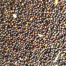 Garden Lovers BubbleBlooms Pink Tradescantia Nanouk, Variegated Wandering , Rare 2 Inch Small Mini Pixie Plant 120 PCS Seeds - 120 PCS Seeds - View 4