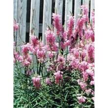 150 Semillas de Flores de Planta Obediente Rosa-No GMO - Variante 1 - Ver 4