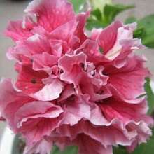 200 Pieces Of Violet Seeds Will Produce Various Colors Of Violet Seeds, Suitable For Gifts.