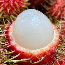 Fresh Rambutan Seeds For , Fruit Tree Seeds, Rambutan Seeds, Longan Seeds, Sweet And Delicious, Suitable For All Seasons - 10片 - 查看 3