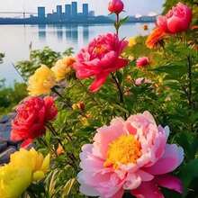 Rapidly Growing 300 Seeds High Germination Rate Versatile Hybrid Peony Seeds Non-GMO Traditional Varieties Fragrant Flowers Attract Bees And Butterflies Ideal For Outdoor Planting In Gardens And Landscapes