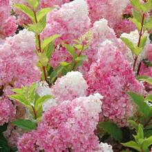 Vanilla Strawberry Hydrangea Seeds Hydrangea Genus Pink Hydrangea Bush Plant Seeds - Fast Growing And Attractive To Pollinating Insects - Decorative Privacy Barriers.E.E.D.S - 39件 - 查看 2