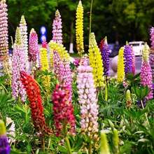 Samen Lupine Russell Variety Mix, Flores de jardín hermosas, extraídas por el Reino de las Semillas, 1000/2000 Semillas Flores para exteriores Plantas Jardinería Naturaleza