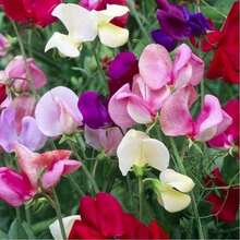 Samen Sweet Cucumber Seeds Lathyrus Odoratus Flower Seeds - Heirloom Mix Very Fragrant Flowers - Red Slender Pink Lavender - Non-GMO Flower Seeds Outdoor Flowers Plants Gardening Nature - 1 - 查看 4