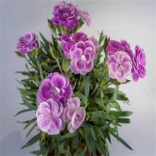 91 Double Flowering Wisteria Garden - Perfect For Home Gardening And Landscape Greening - 79件/s.e.e.d.s - 查看 4