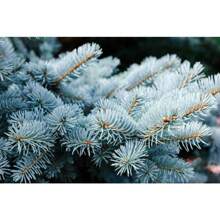 50 Colorado Blue Picea Pungens Glauca Weihnachtsbäume Sier Cedar Immergrüne Baumsamen