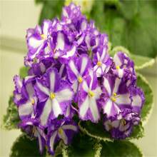 91 Double Flowering Wisteria Garden - Perfect For Home Gardening And Landscape Greening - 79件/s.e.e.d.s - 查看 2