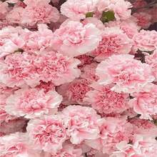 Seeds 173pcsScarlet Red Carnation Flower  Dianthus Caryophyllus Showy Accent Plant Striking Landscaping Plant Spectacular Display - 173 - View 3