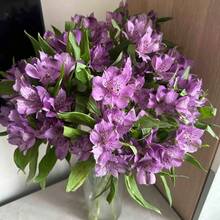 100 Mixed Alstroemeria Seeds Peruvian Lily Versatile - Variant1 - View 2