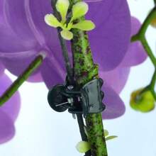 50/100PCS Plastic Plant Support Clip Orchid Stem Clip For Vine Support Vegetable & Flower Bundle Tie Branches Clamp Gardening Tools Vine Support Frame Vegetable & Flower Bundle Tie Branches Fixed Clamp Gardening Climbing Rack