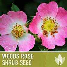 Woods Rose Heirloom Flower See.Ds -100+ Wild Mountain Rose Seeds, Pink Woods Native Perennial Shrub Rose, Open Pollinated, Non-GMO Garden Seeds - 1 Pack - View 3