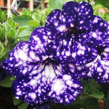 169 piezas Beneficios de la nueva tienda semillas de flores de amor del cielo nocturno - semillas de flores de amor para el jardín familiar - 169 - Ver 3
