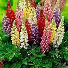 Samen Lupine Russell Variety Mix, Flores de jardín hermosas, extraídas por el Reino de las Semillas, 1000/2000 Semillas Flores para exteriores Plantas Jardinería Naturaleza