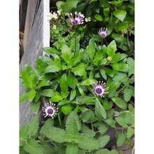 100 Select African Daisy Seeds, Blue-Purple Hue: Exceptional Germination, Sturdy Constitution, Diverse Colors Appealing.Ideal For Balcony Pots, Community Parks.Delight In Their Allure!