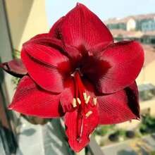 Planta con floración - 1 bulbo gigante de Amaryllis Carmen Flor gigante Hippeastrum rojo oscuro holandés - Variante 1 - Ver 4