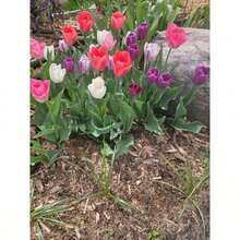 Tulips Seeds Mixed Colors Four-Day Plants Seed Package Outdoor Flowers Plants Gardening Nature