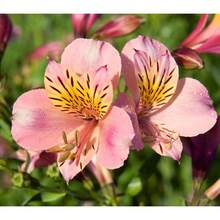 100 Mixed Alstroemeria Seeds Peruvian Lily Versatile - Variant1 - View 1