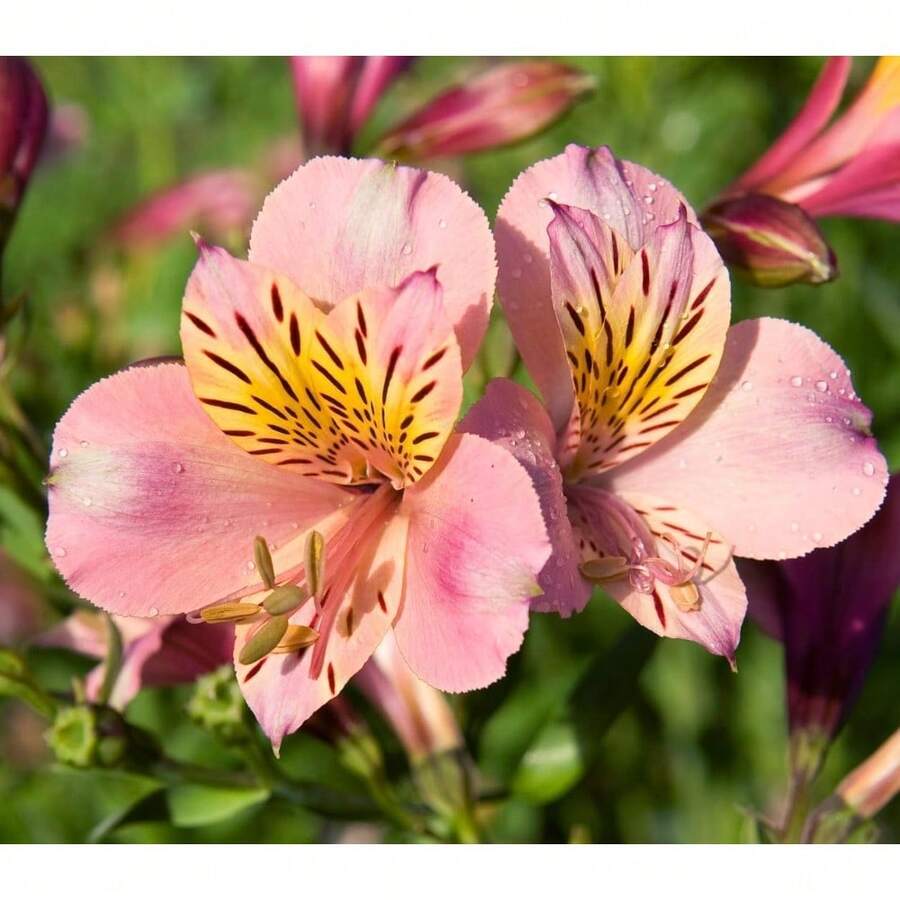 100 Mixed Alstroemeria Seeds Peruvian Lily Versatile - Variant1 - View 1