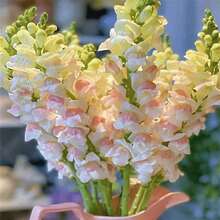 Snapdragon Hybrid - Vivid Low Dragon Flowers, Exquisite Lion Mouth Flowers Outdoor Flowers Plants Gardening Nature - 1000 - 查看 1