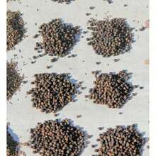 Lilac Tulip For Planting (10 Seeds) Perennial Flower For Outdoor Or Indoor Cultivation - Shipping From Iowa, USA - 10粒種子 - 查看 3