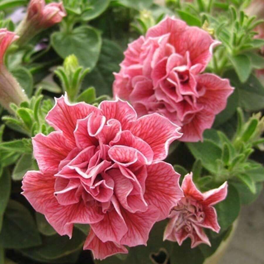 200 Pieces Of Violet Seeds Will Produce Various Colors Of Violet Seeds, Suitable For Gifts.