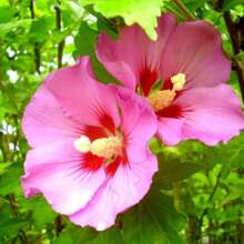 175pcs Seed Flower Plants For Garden Decoration, Outdoor Flower And Tree Planting, Suitable For Plant Lovers, A Warm And Comfortable Gift Of Nature