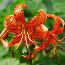 50 Lilium Turks Cap Lily Seeds / Multi-Effect.