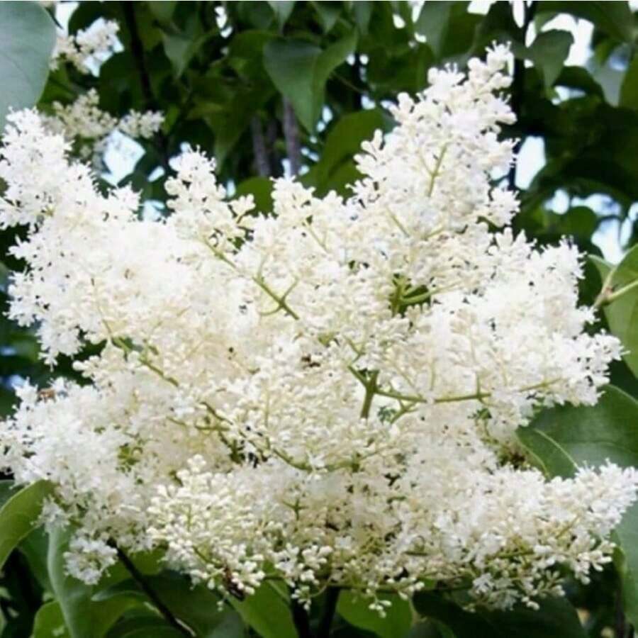 Rapidly Growing Syringa Reticulata - Japanese Tree Purple 30 Seeds White Angel Eye Eye-Catching Landscaping Plant Privacy Screen Fragrant Native Wildflower Beijing Syringa Pekinensis