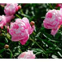 300 Peony Seed Packs, Suitable For Home Gardening Planting Flower Seed Packs