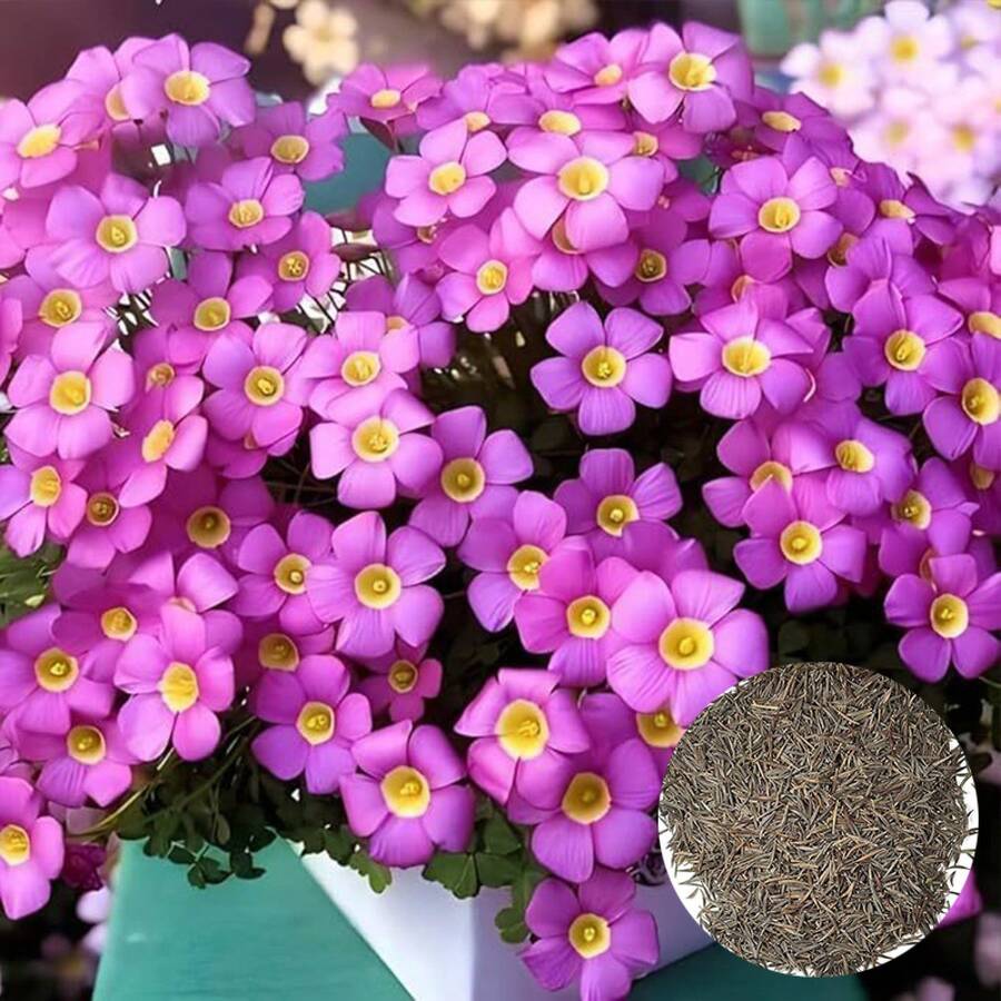 Cosmos Bipinnatus Flower Seeds Wildflower Lawn Flowering Seed Seedling Combination Four Seasons Sowing Flowering 10000seeds