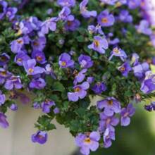 Violet Garden Decoration Outdoor Flowers And Tree Planting A Warm And Comfortable Natural Gift For Plant Lovers - 95粒/粒 - 查看 5