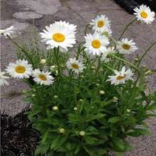 100 Pieces Seeds - 300 Pieces Seeds Random Quantity Goosebloom Wildflower Seeds For Garden Cultivation