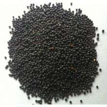 Gift 500 Pieces GREEN ZINNIA SEEDS 100+ "ENVY" GARDEN BEES BIRDS PERENNIAL Free Shipping - 100 pcs - 查看 2