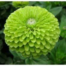 Gift 500 Pieces GREEN ZINNIA SEEDS 100+ "ENVY" GARDEN BEES BIRDS PERENNIAL Free Shipping - 100 pcs - 查看 3