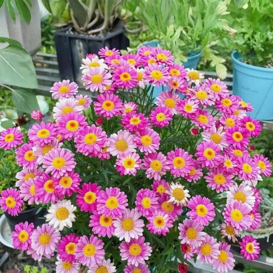 240 Pieces Of Perennial Pyrethrum Tanacetum Chrysanthemum - Fresh Mixed Color Marigold Seeds - 240 - View 1