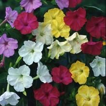 Mirabilis jalapa gemischte Samen. Erstaunliche Hausgartenblumen, gentechnikfreies Erbstückgarten, dichte Blüten, geeignet für Garten oder Topf, einfach zu züchten, tolles Garten Geschenk